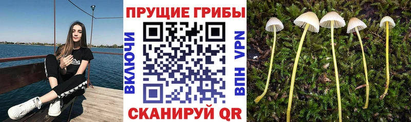 Псилоцибиновые грибы мицелий  Белебей 
